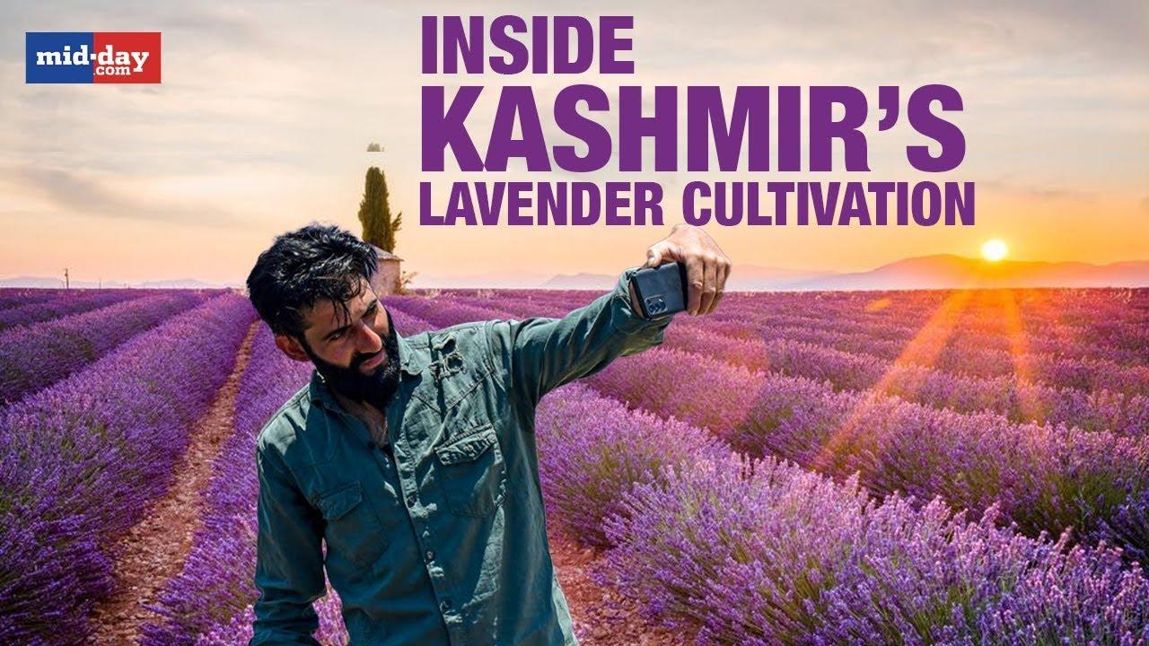 Lavender cultivation transforms fortunes of farmers in Jammu and Kashmir