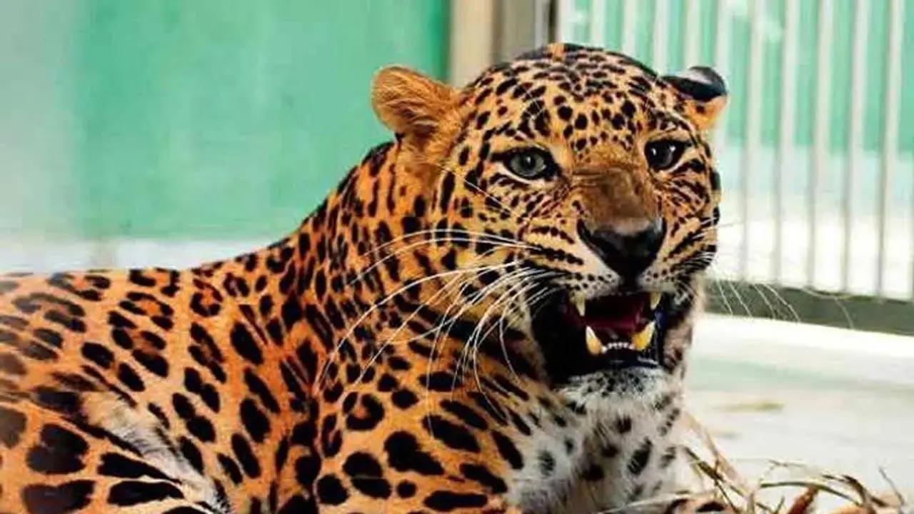 Leopard spotted roaming on sets in Mumbai's Film City