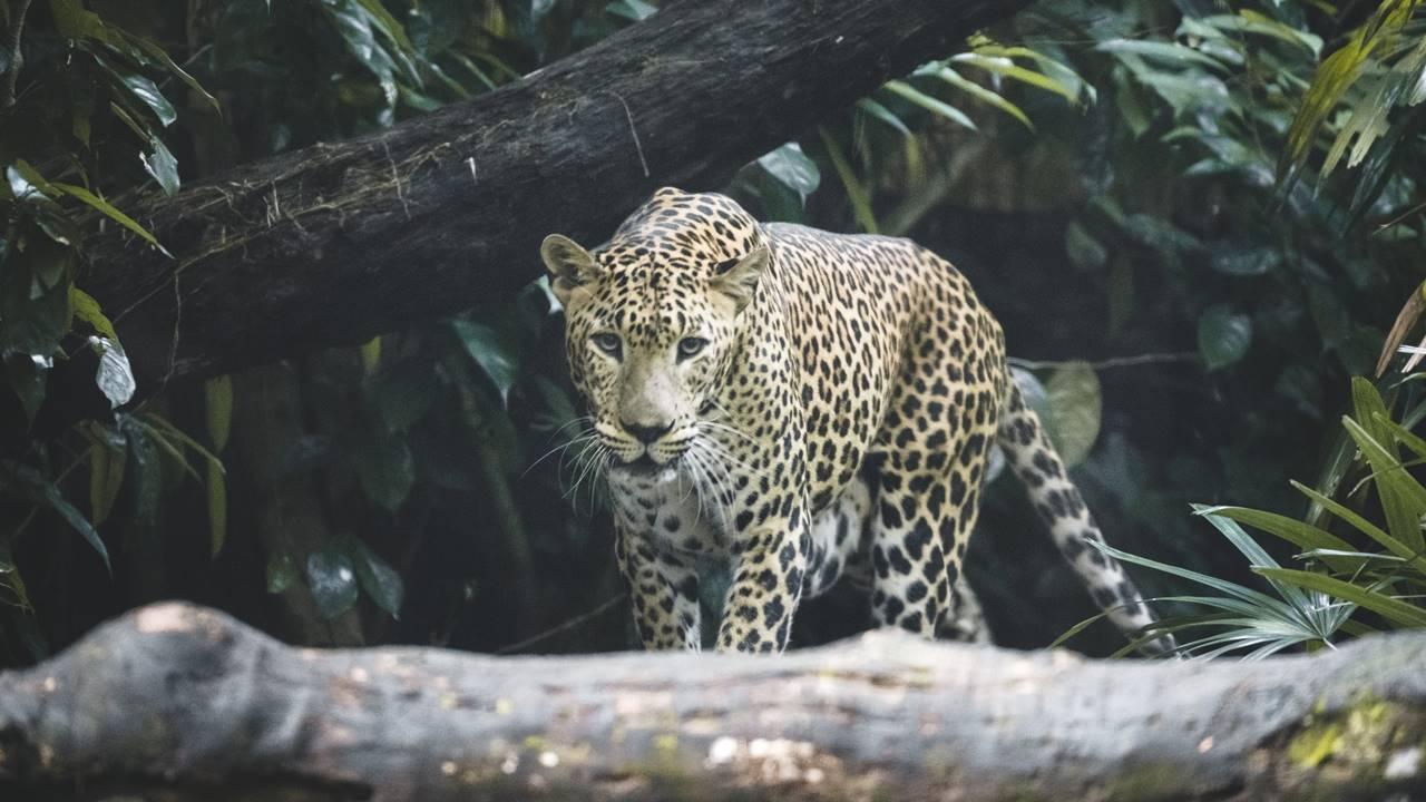 Maharashtra: Unknown vehicle runs over leopard in Bhandara