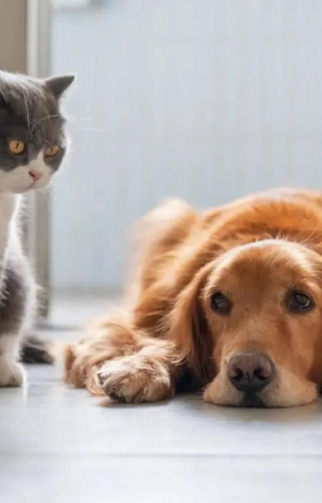 Pets may show a lack of energy, decreased activity levels, and overall weakness