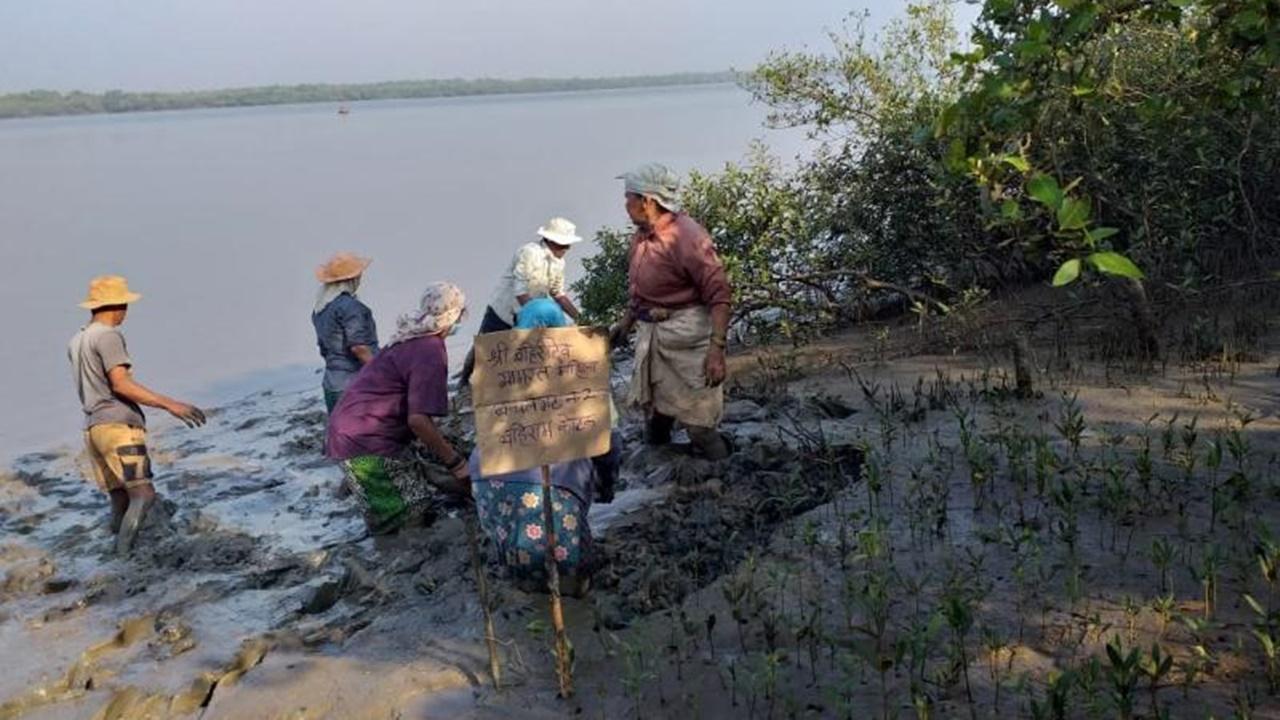 JSW strengthens mangrove restoration project in Raigad, prioritizing community impact