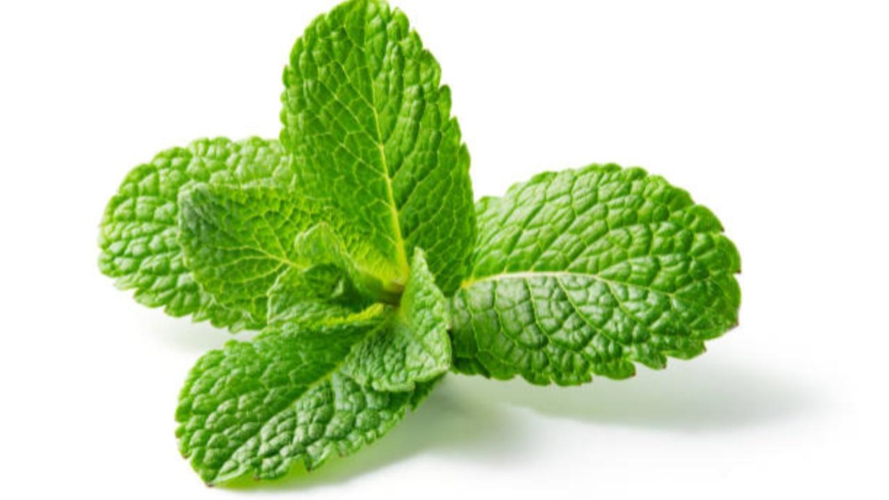 Mint leaves such as peppermint or spearmint have natural anti-bacterial properties and a refreshing flavour. Chewing on fresh mint leaves or sipping mint tea can help freshen the breath. Photo Courtesy: iStock