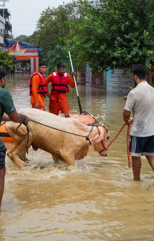 The NDRF team, using boats, rescued 60 dogs and 50 cows that were stuck at an animal shelter home in Mayur Vihar due to inundation