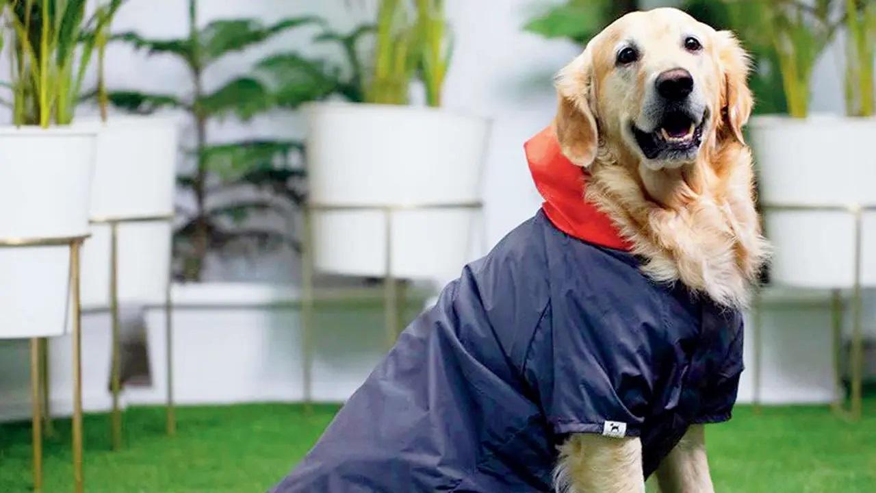 While we can always stay in when the weather does not agree with our plans, our furry friends need their daily dose of morning and evening walks. Help them with these styles of pet rain wear from Poochmate India that can be shipped across the country.Log on to: poochmate.com Cost: Rs 1,499 onwards
Photo Courtesy: Poochmate