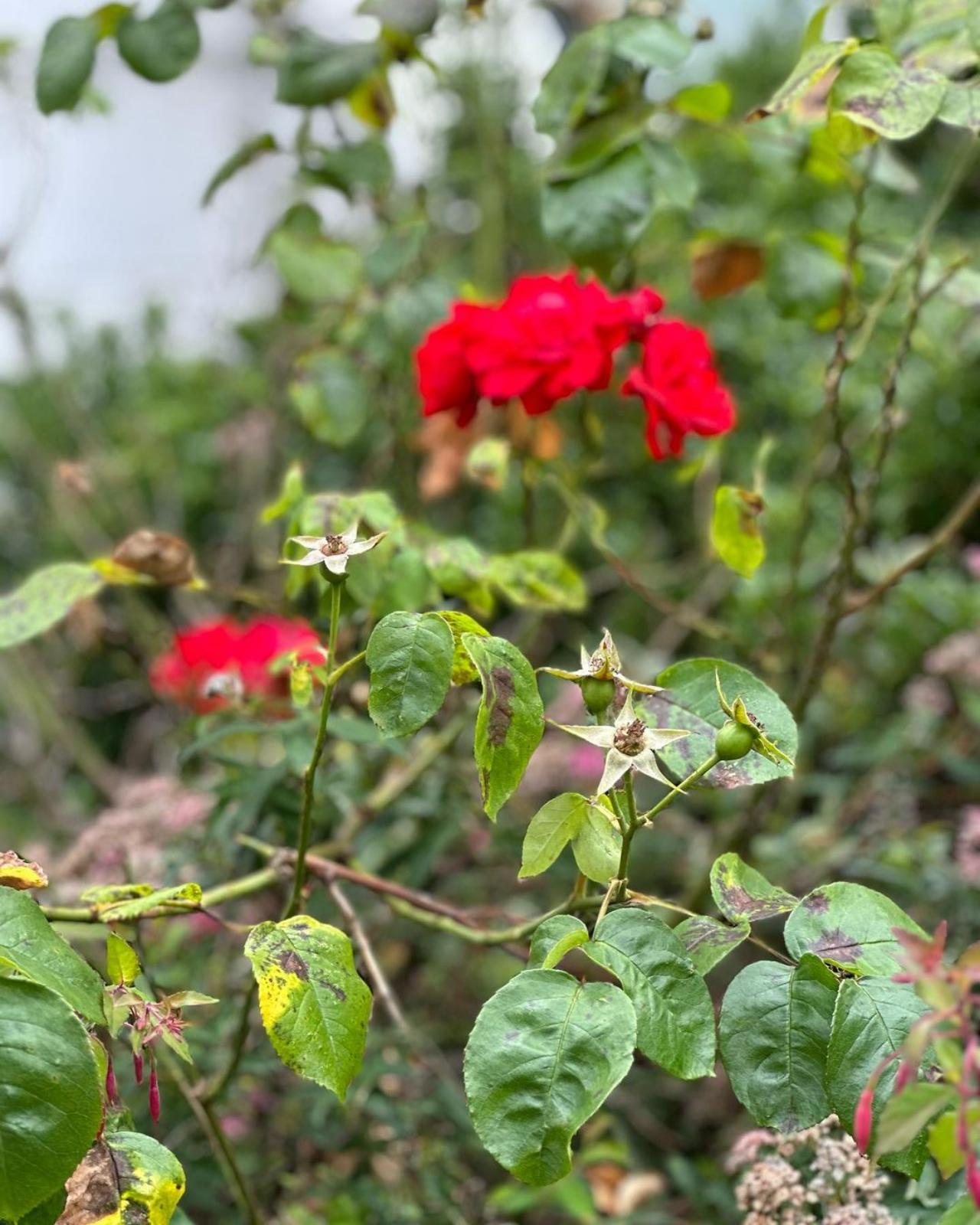 These beautiful red England flowers made its way onto Rhea's camera film