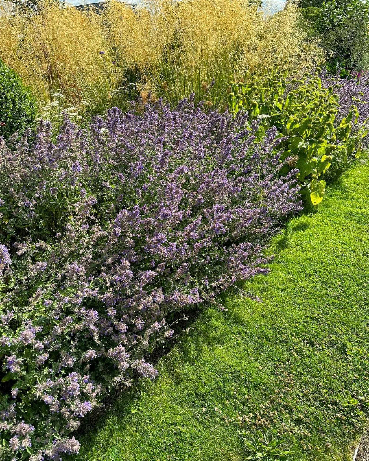 Siri, play BTS RM's 'Wild Flower.' We can't take our eyes away from these gorgeous purple blooms, and it seems like neither could Rhea