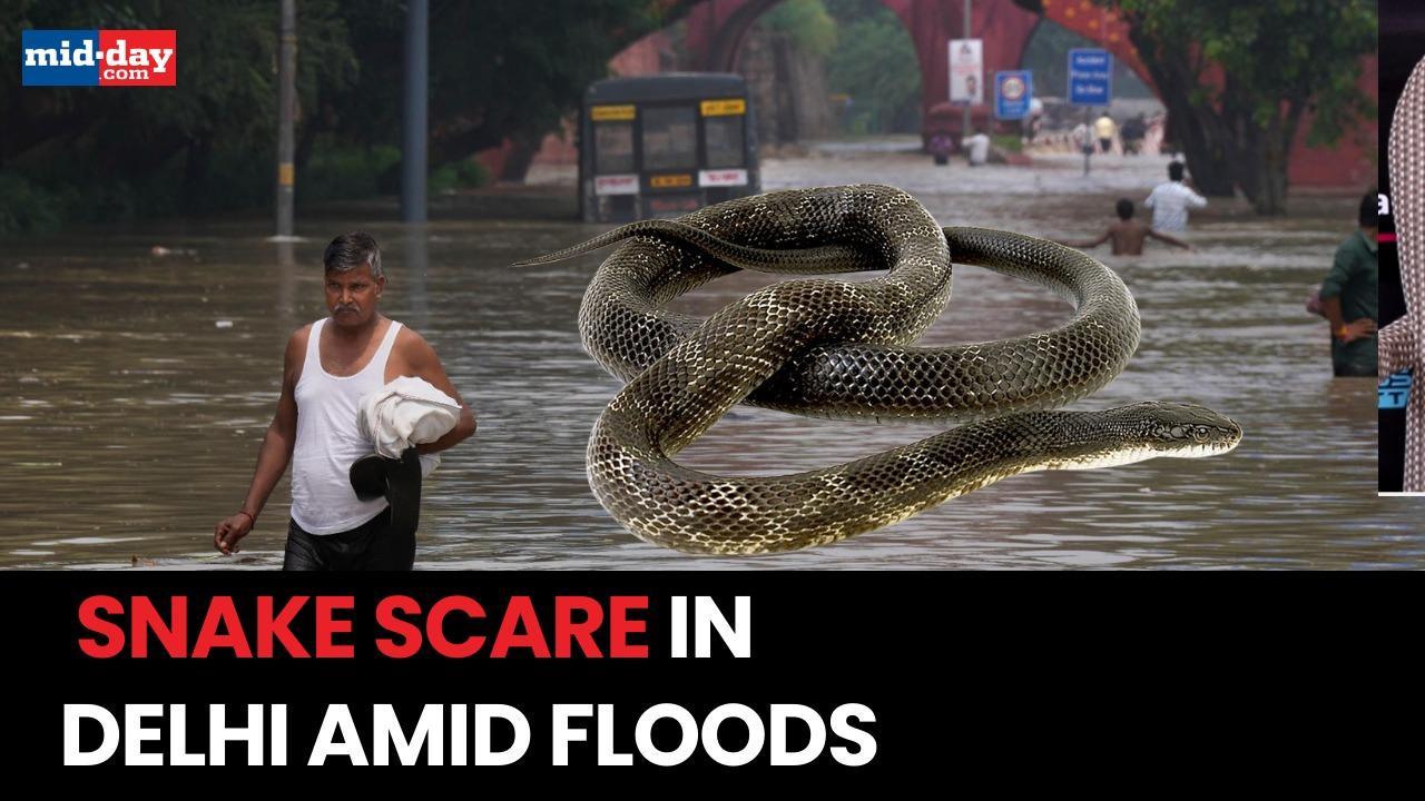 Delhi Floods: A huge Snake sighted in Delhi after heavy rains and flooding