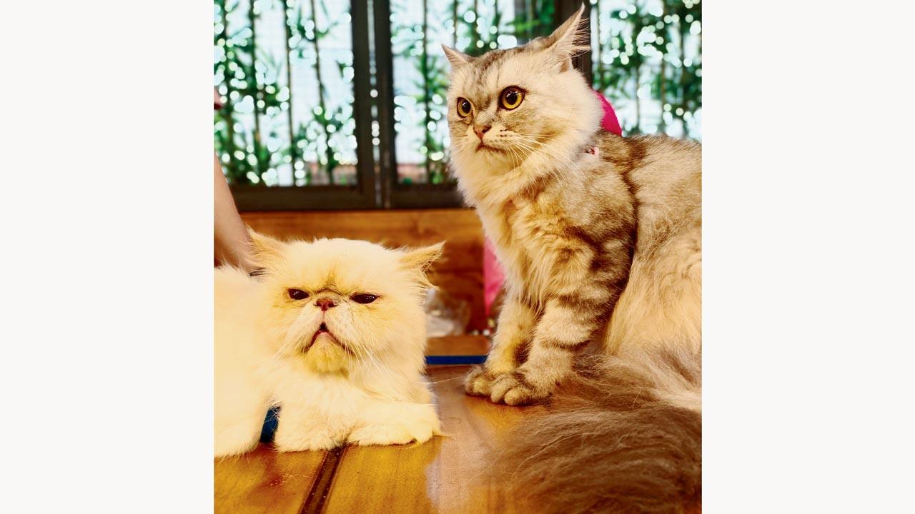 Feline love 