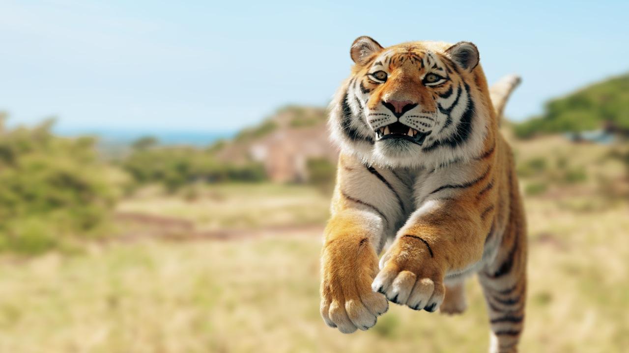 Maharashtra: Four-year-old tigress found dead in Chandrapur forest