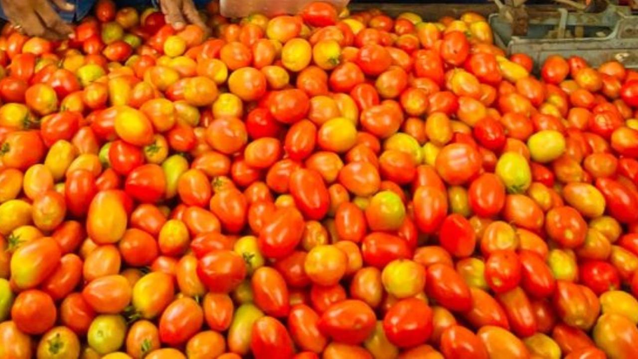 Maharashtra: Two caught stealing tomatoes at APMC market in Navi Mumbai