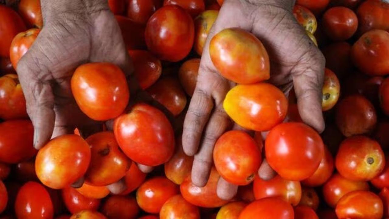 Price rise: Maha woman receives tomatoes as precious gift on birthday