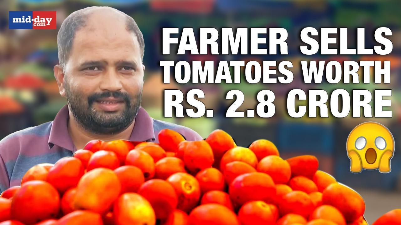 Tomato Price Rise: Maha farmer earns over Rs. 2.8 crore by selling tomatoes