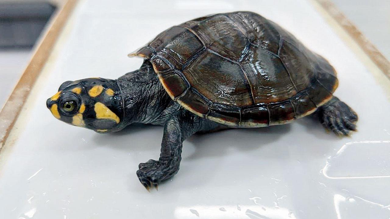 Mumbai: Smuggled exotic animals seized