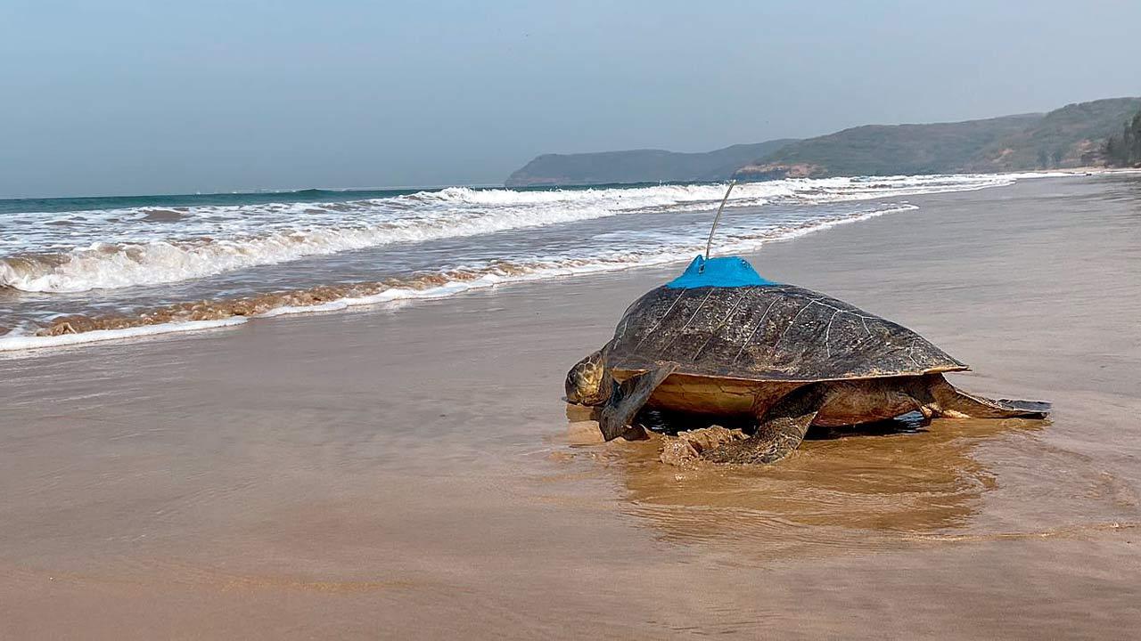 Bageshri the turtle is now  on her way to vacay in Galle