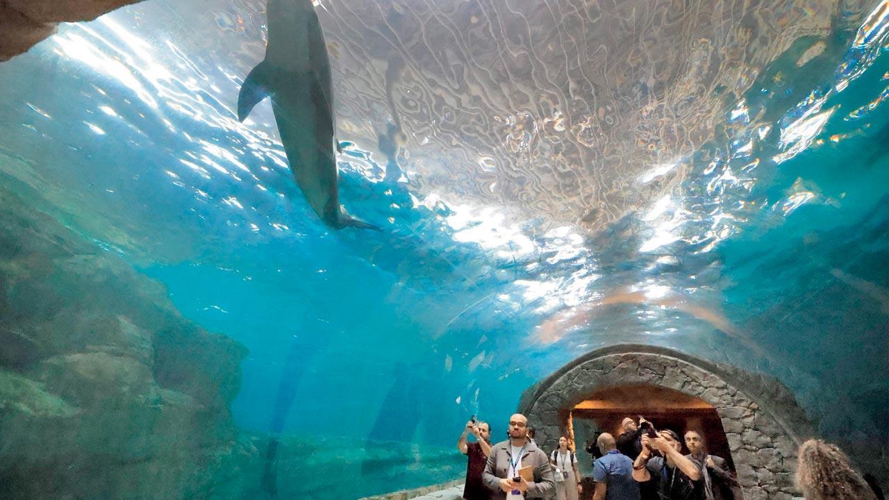 SeaWorld Abu Dhabi launches world's largest multi-species marine life aquarium