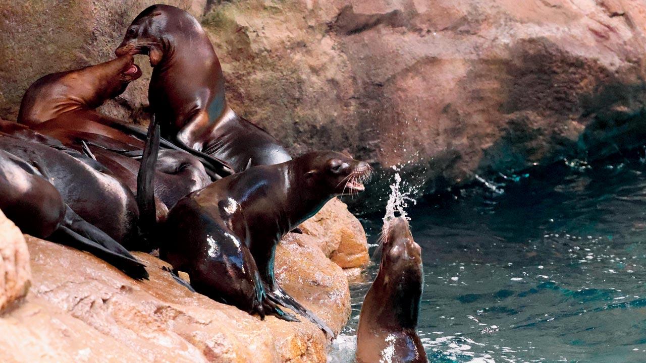 Besides an up-close look at sea lions having a ball at Rocky Point, visitors can feed them 