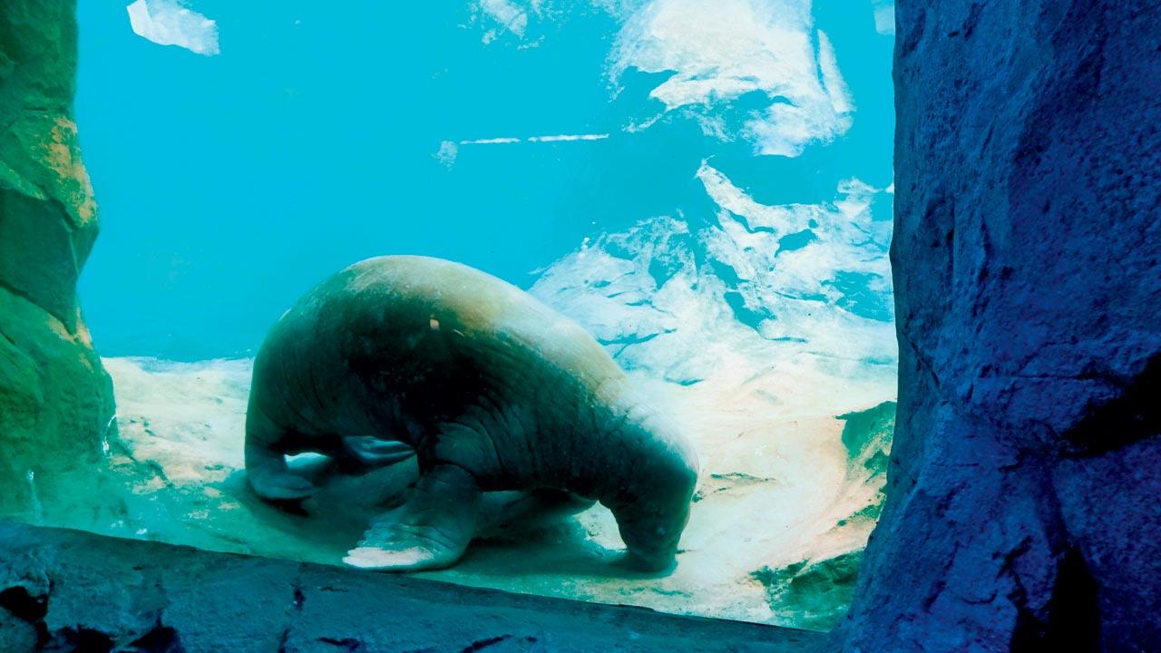Using their whiskers, walruses locate their food on the floor