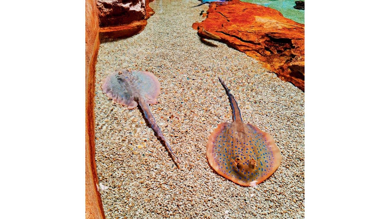 At Abu Dhabi Ocean, touch pools allow you to interact with different species of fish, such as rays; under supervision, of course