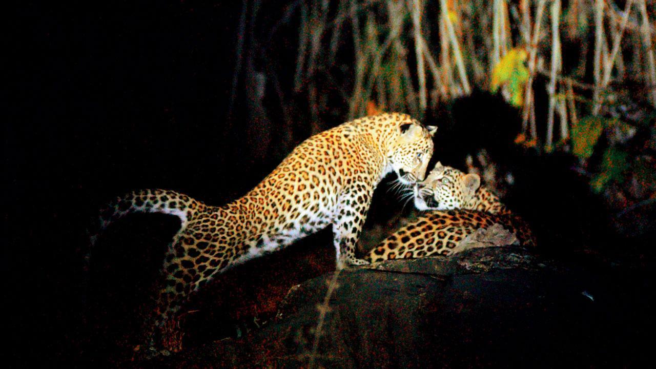 Watch how leopards coexist in city along with humans at this photo exhibition in Mumbai