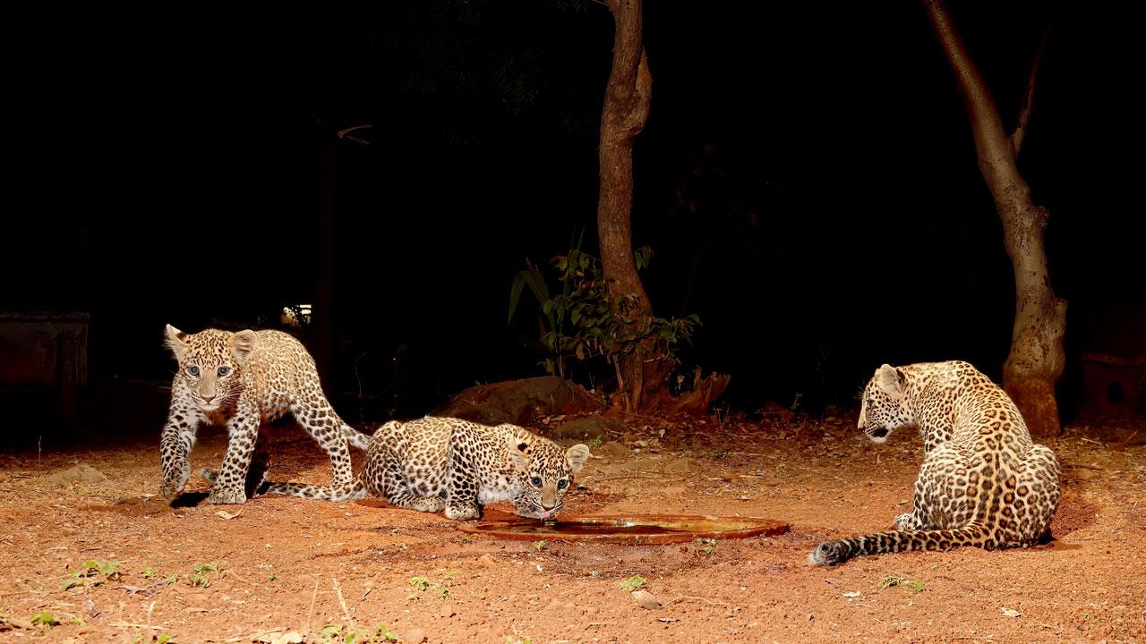 Three leopards captured through a DSLR camera trap at Aarey Milk Colony. Pic/RAnjeet Jadhav