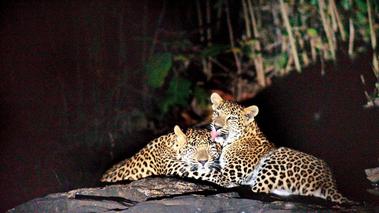 Two leopards relax while cuddling in the chilly winter in Aarey Forest. Pic/Pradeep Dhivar