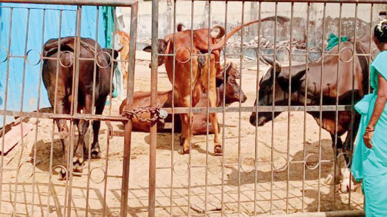 The seized animals at the centre