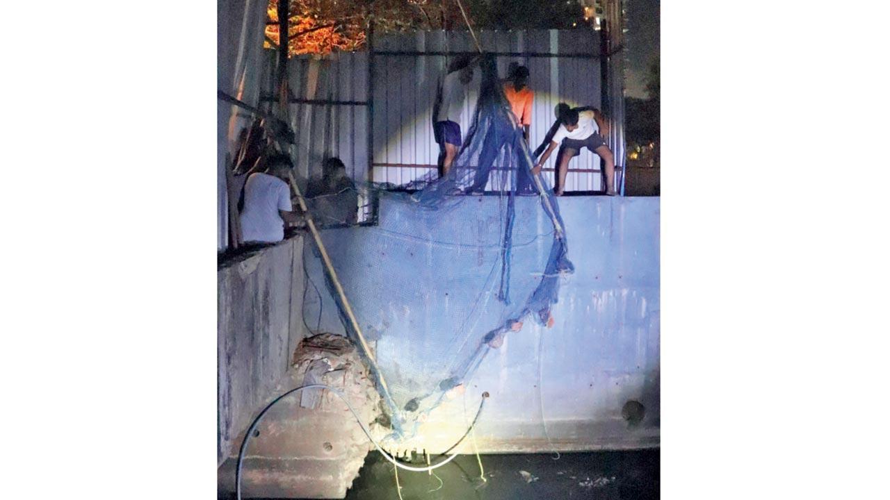 Crocodile rescued in 5-hour operation in Oshiwara