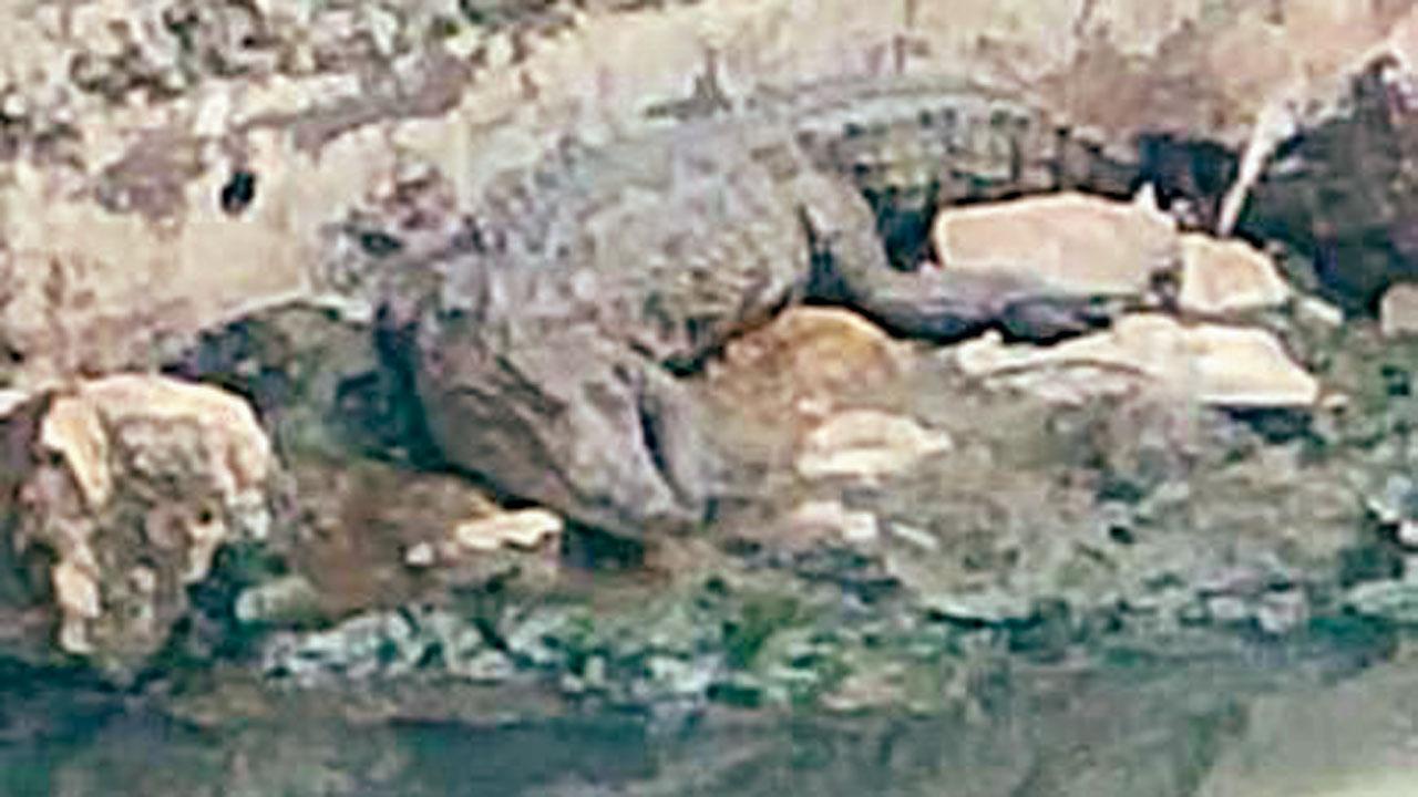 Mumbai: Watch out, there is a crocodile in Oshiwara!