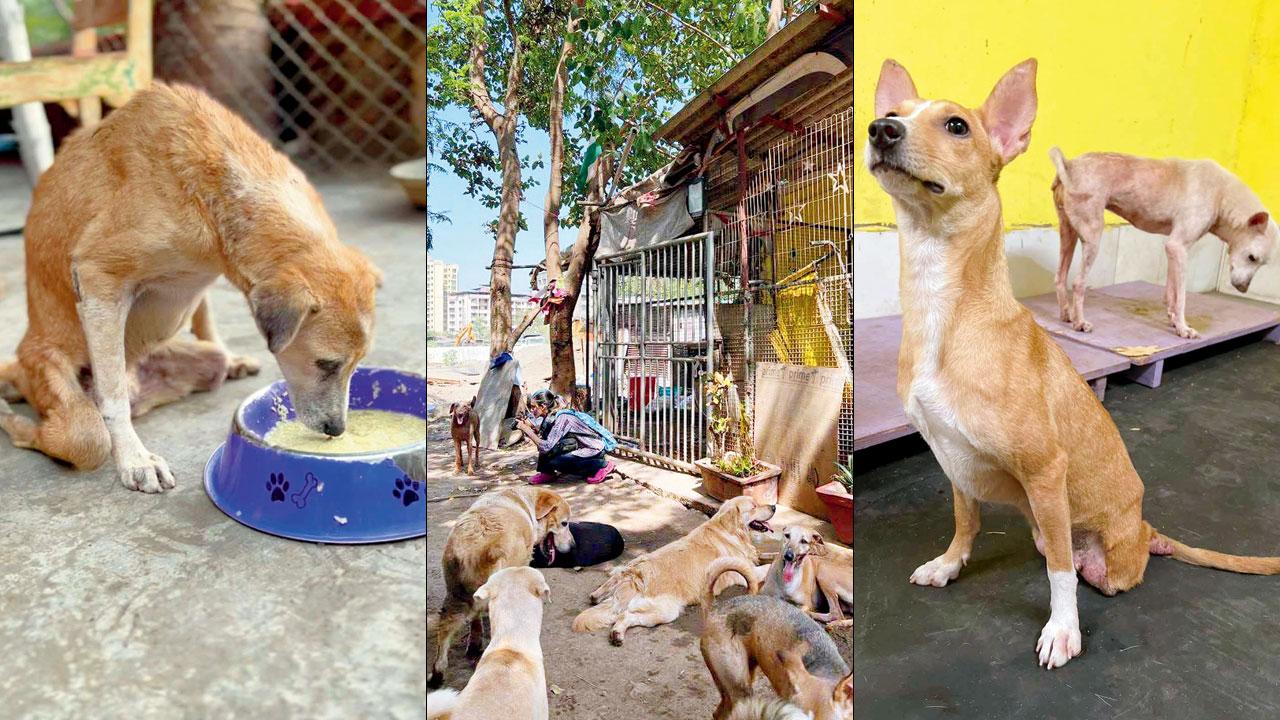 A majority of the strays at the shelter have disabilities such as blindness or other significant injuries