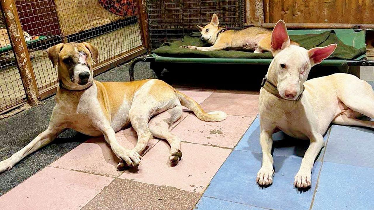 Dombivli shelter housing 100 strays in trouble