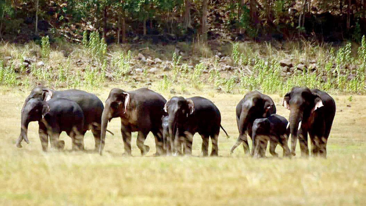 Monsoon challenge ahead as 23 Chhattisgarh tuskers stay on
