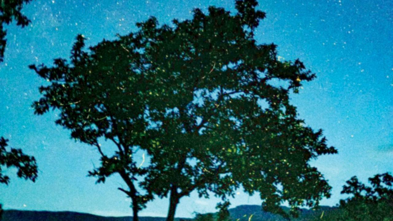 Sign up for these treks in Maharashtra to witness the magic of nature