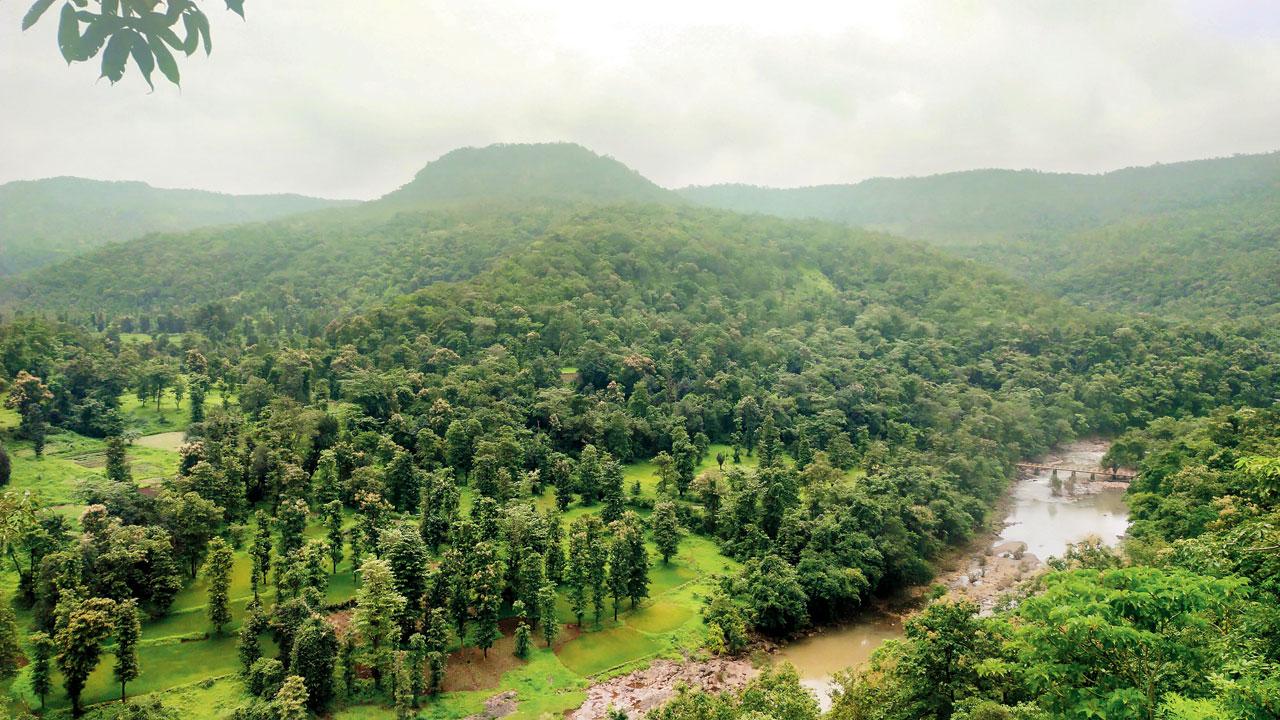 Gargai dam will be spread over 1,100 hectares and will affect another 700 hectares. Pic/Ranjeet Jadhav