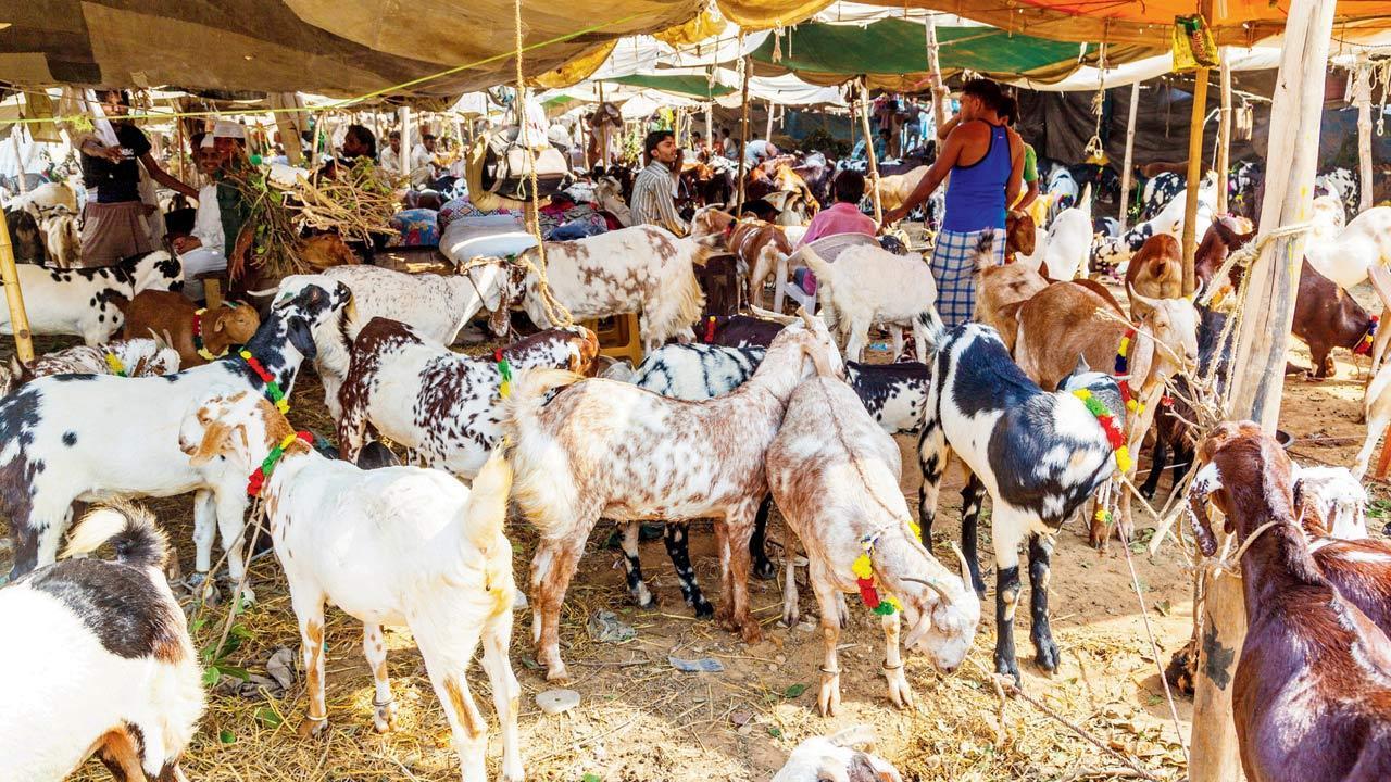 Mumbai: Ahead of Bakrid, thieves strike at goat market