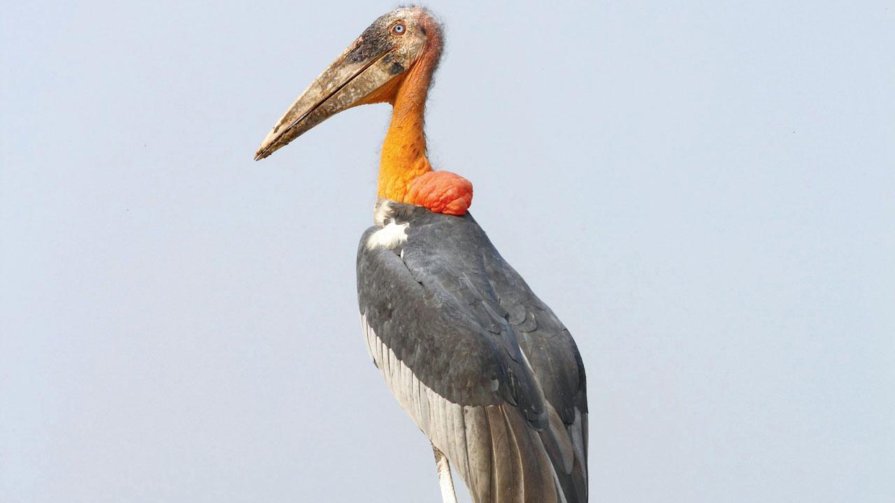 A greater adjutant stork perches itself on a trash pile. Pic courtesy/Asif N Khan