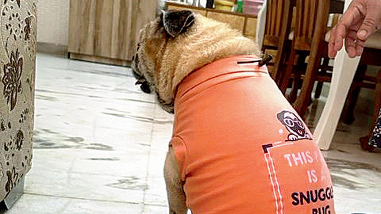 This new line of T-shirts will make pet parents dress their canines fashionably