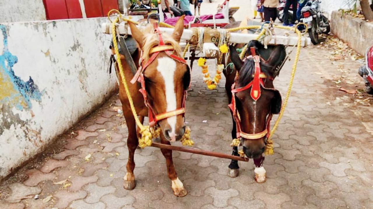 The horses and cart seized by the cops
