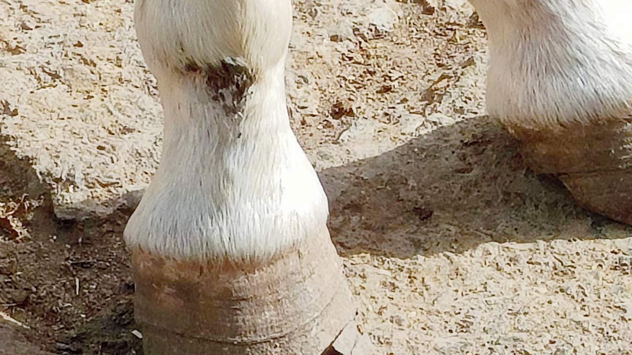 A horse’s injured knees