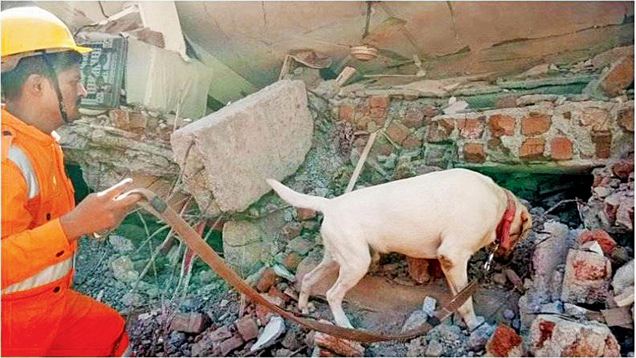 NDRF dog Julie gets awarded