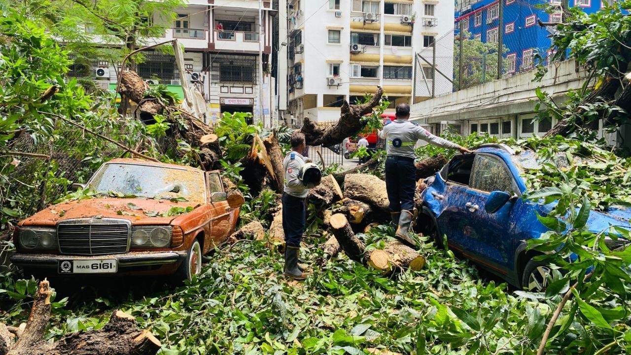 Mumbai Nine cars badly damaged as huge tree falls on them in Malabar Hill pic
