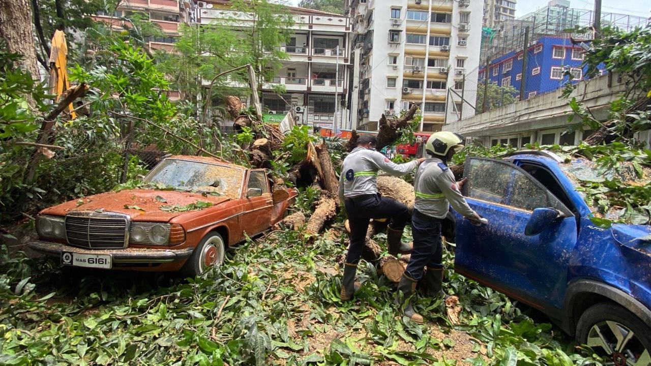 Around nine cars were badly damaged after a huge tree in a residential building collapsed on them in Mumbai on Saturday morning
 