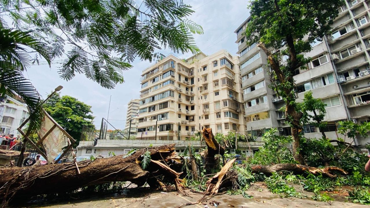 A huge tree fell inside the Geetanjali society compound in Malabar Hill 
 