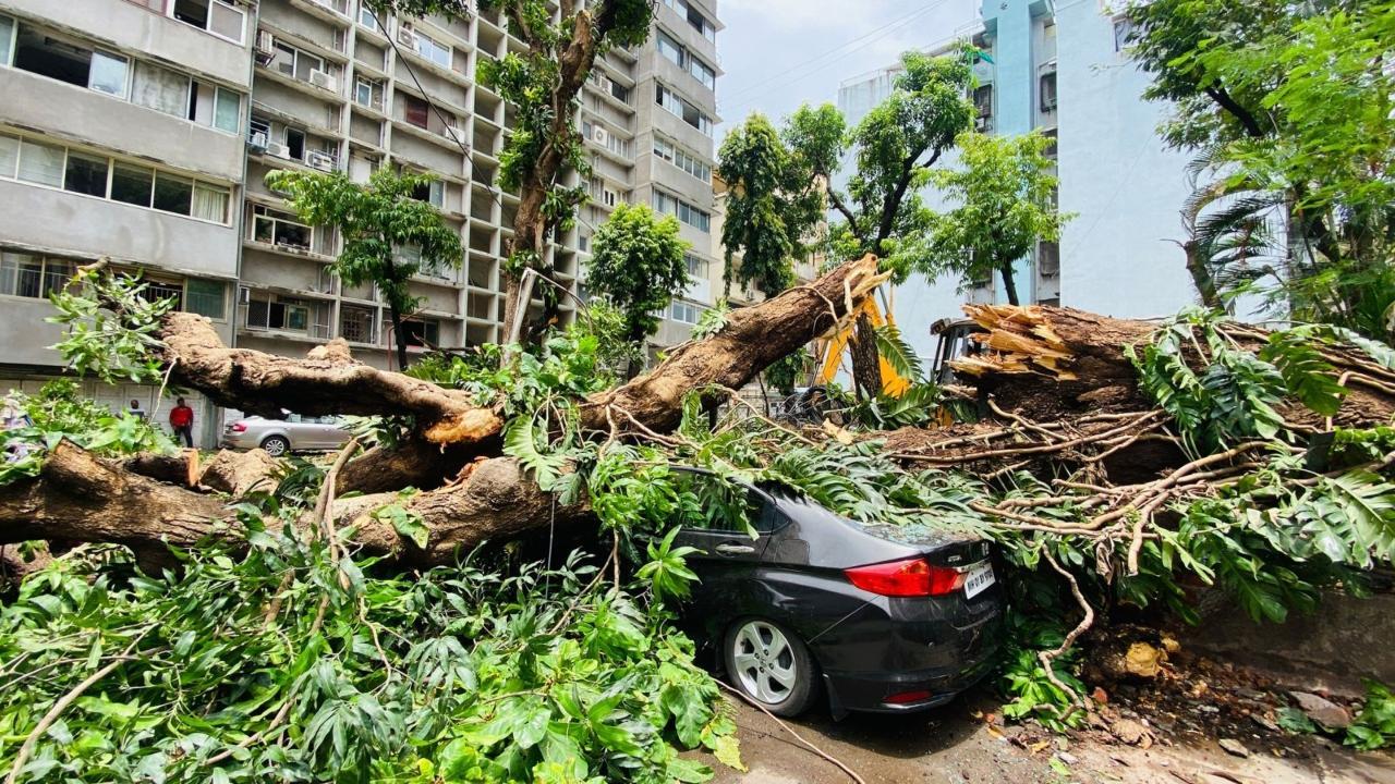 IN PHOTOS: Tree falls on cars in Mumbai's Malabar Hill, no injuries reported