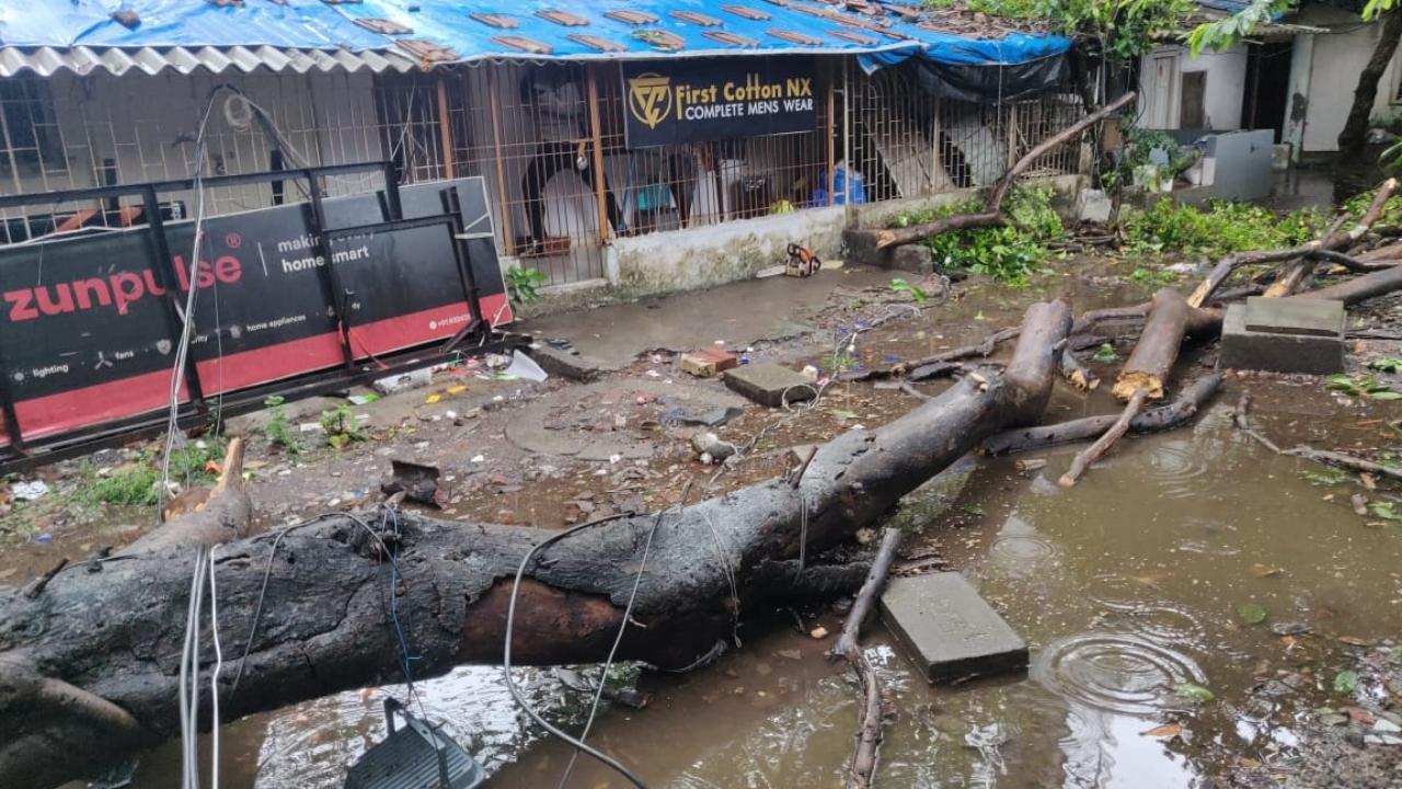 BREAKING: 38-year-old man dies after a tree falls on him at Malad