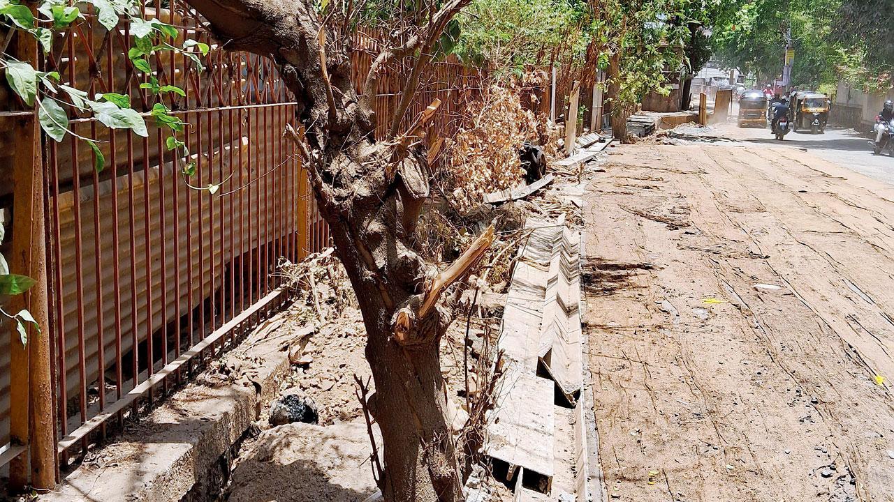 Is BMC deliberately killing trees in city?