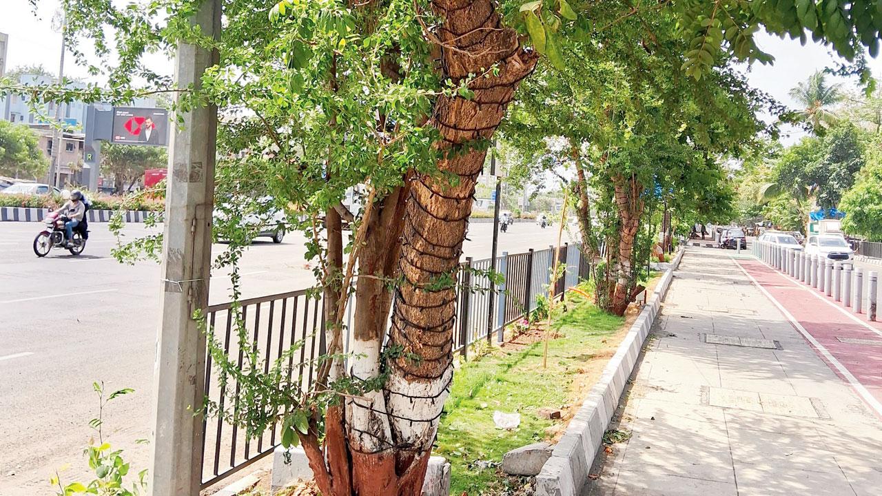 Trees along the Western Express Highway near the Government Colony junction in Bandra East
