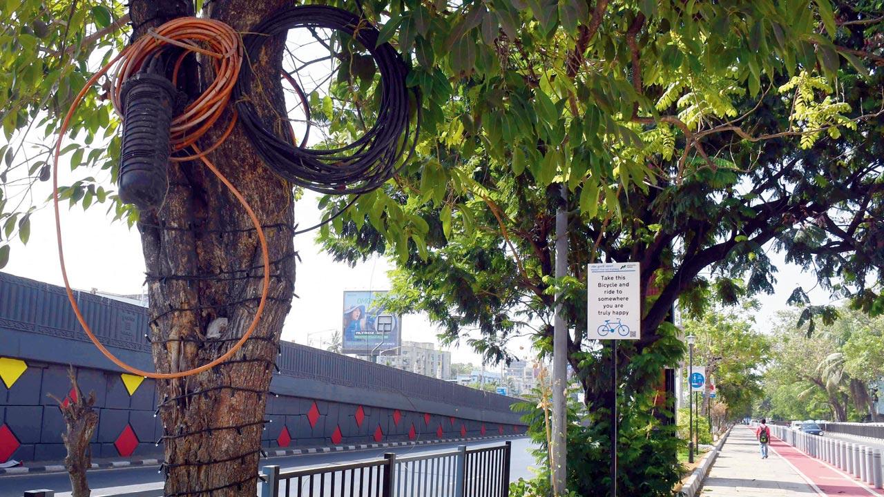 Live wires hanging on trees decorated with lighting by the BMC between Teachers Colony and Government Colony junction