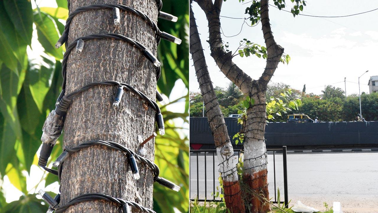 Improperly joined live wires on trees at Jaihind Nagar in Khar East. Pics/Ashish Raje