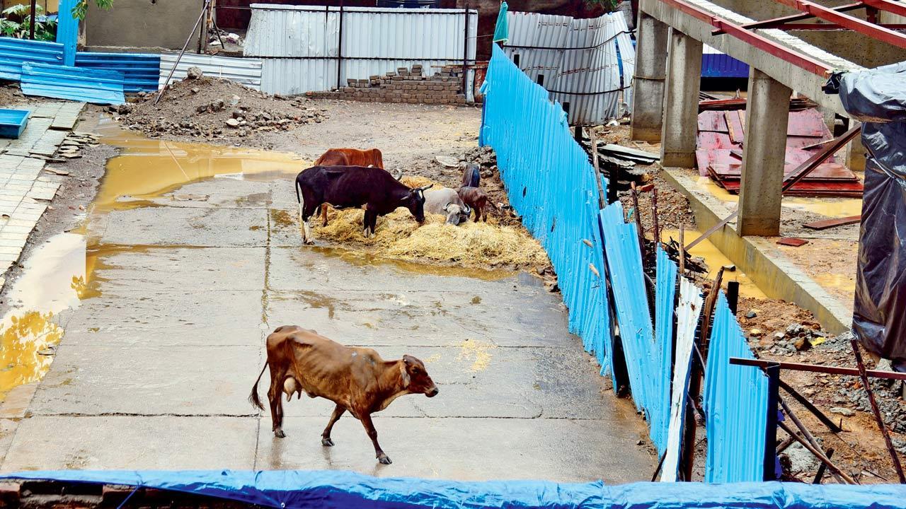 Mumbai: Rescued animals are dying due to negligence at Malad shelter