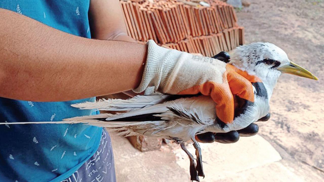 Seabird flies from Cape Town to Malvan
